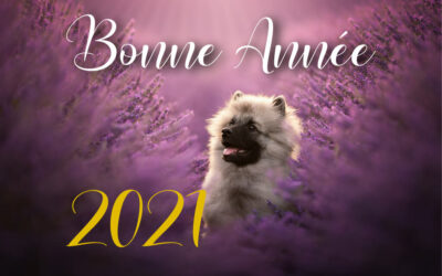 Bonne Année 2021 !