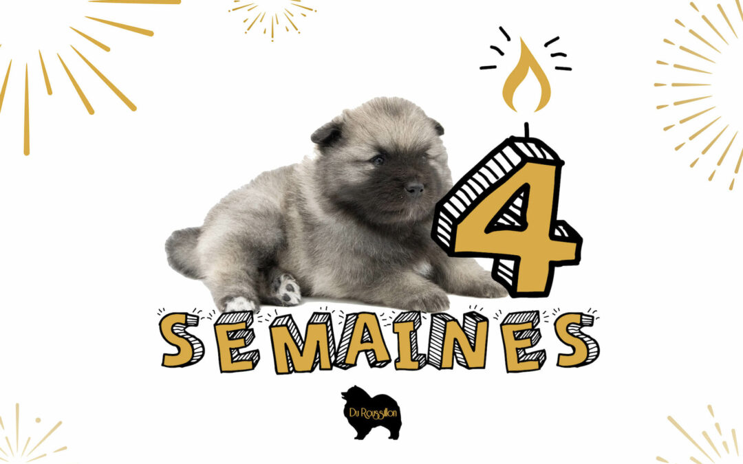 Évolution chiots Du Roussillon – 4 semaines