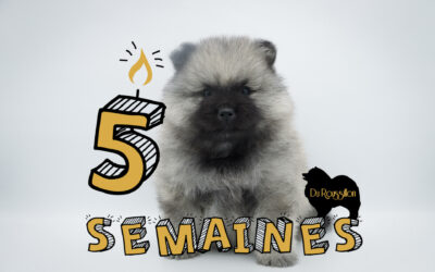 Évolution chiots Du Roussillon – 5 semaines