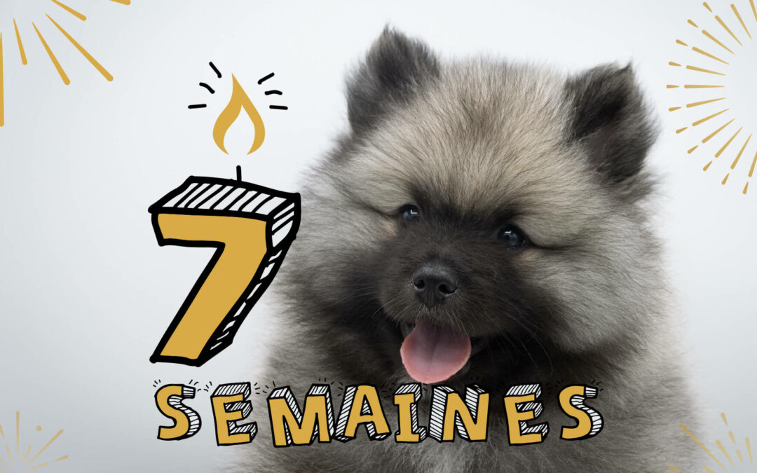 Évolution chiots Du Roussillon – 7 semaines