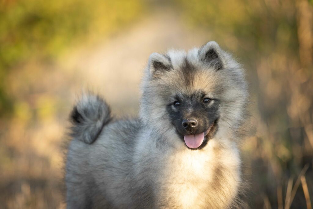 Spitz loup chiot disponible